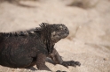 047 MarineIguana14